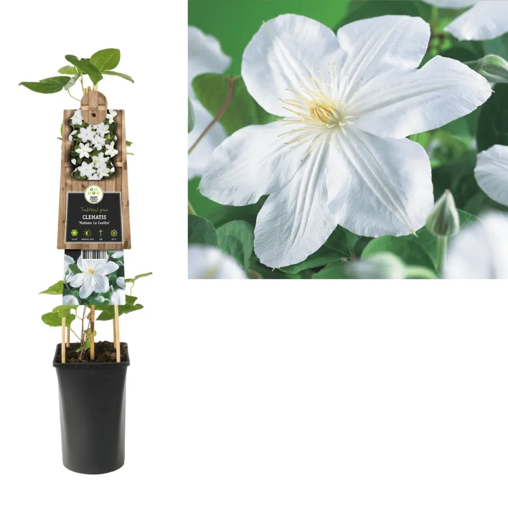 Clematis 'Madame Le Coultre' - clematite cu flori XL (Late Large-flowered Group)