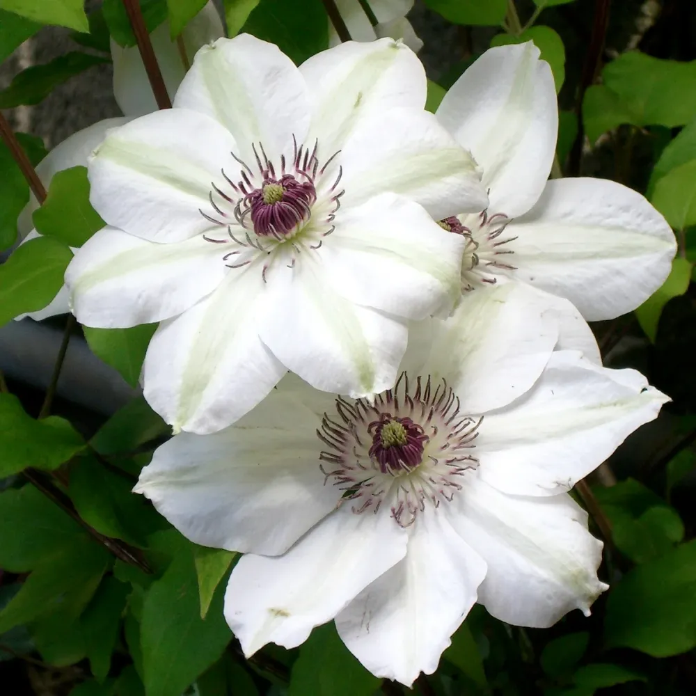 Clematis 'Miss Bateman' - clematite cu flori mari (Early Large-flowered Group)
