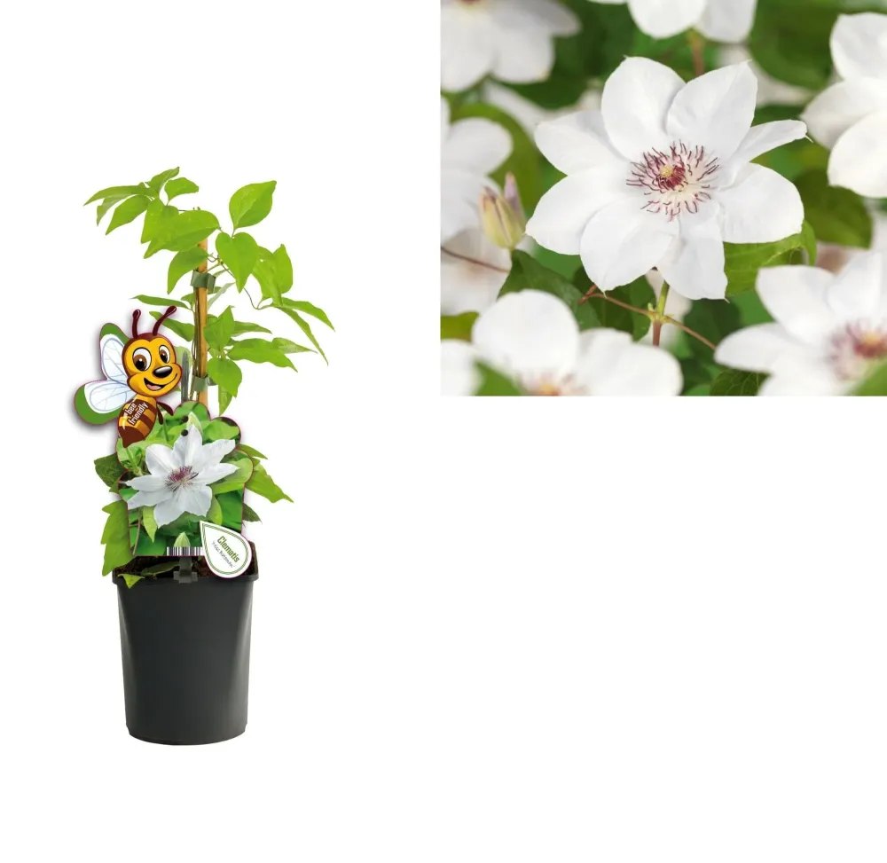 Clematis 'Miss Bateman' - clematite cu flori mari (Early Large-flowered Group)