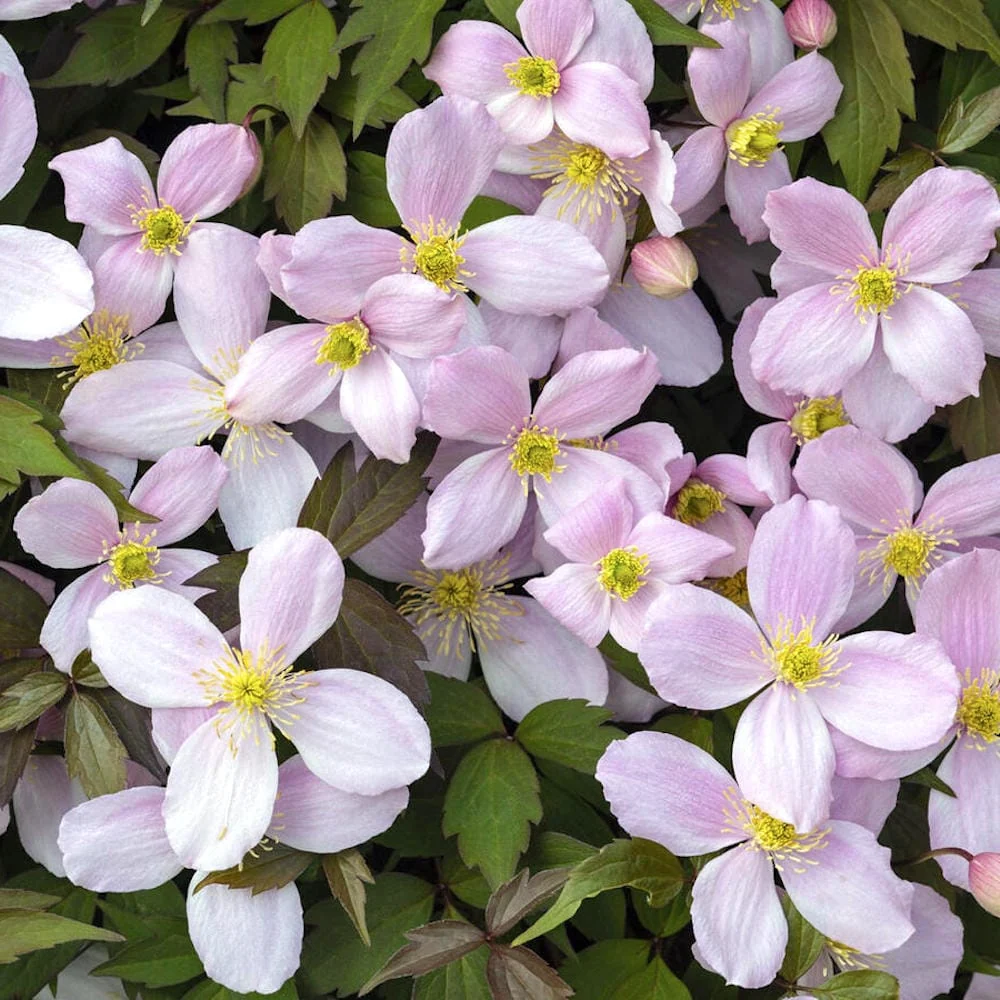 Clematis montana var. rubens - clematita de munte cu flori roz pal, puternic parfumate