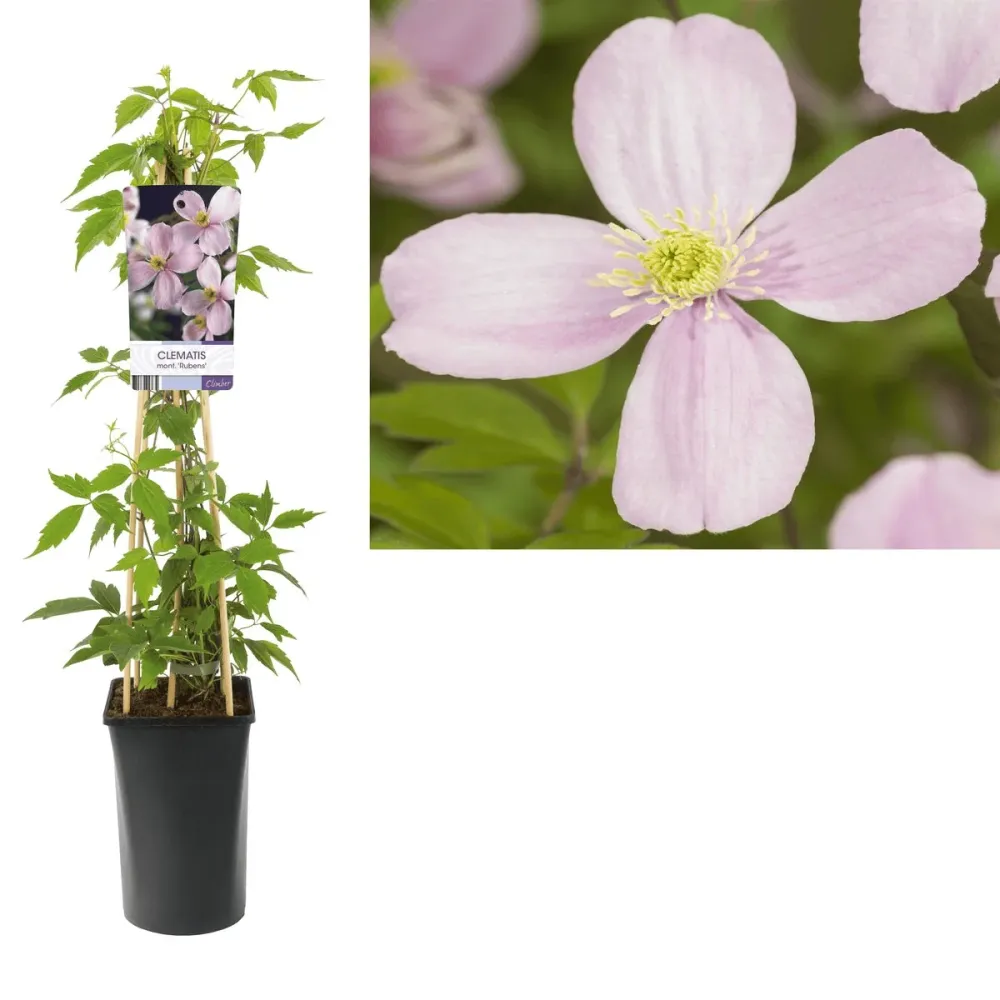 Clematis montana var. rubens - clematita de munte cu flori roz pal, puternic parfumate