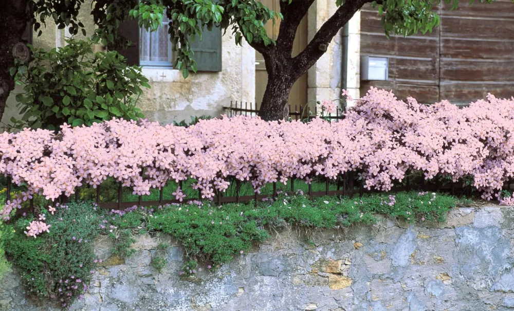 Clematis montana var. rubens - clematita de munte cu flori roz pal, puternic parfumate