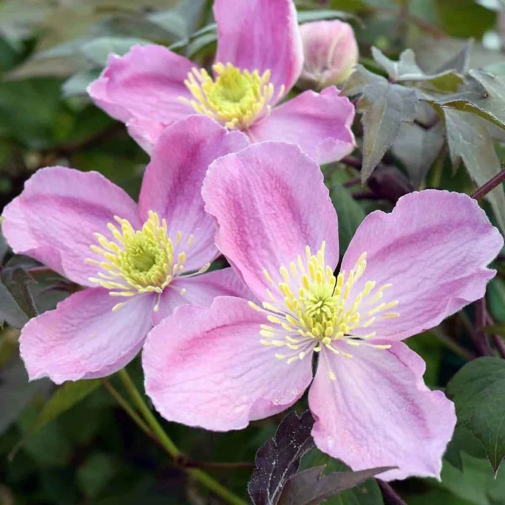Clematis montana var. rubens - clematita de munte cu flori roz pal, puternic parfumate