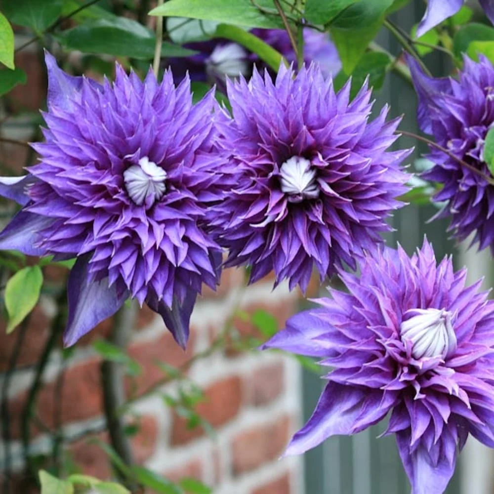 Clematis 'Multi Blue' - Clematite cu flori mari, duble si infloriri repetate
