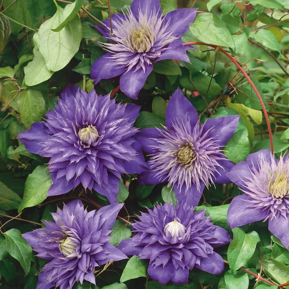 Clematis 'Multi Blue' - Clematite cu flori mari, duble si infloriri repetate