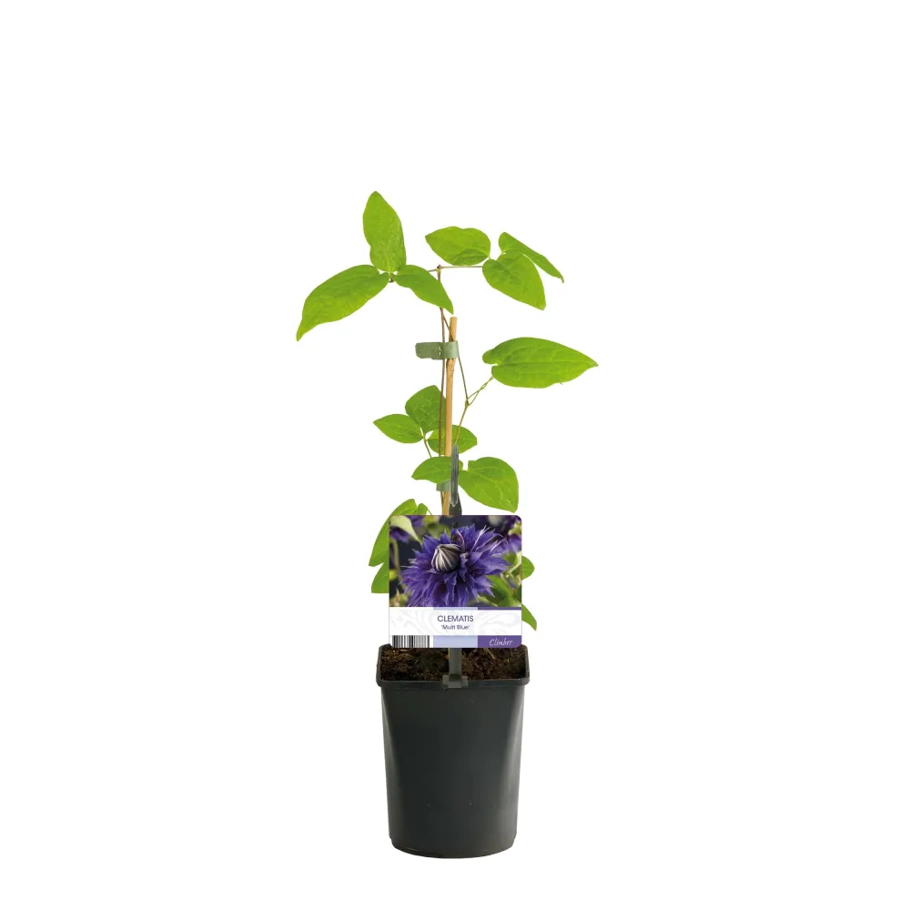Clematis 'Multi Blue' - Clematite cu flori mari, duble si infloriri repetate