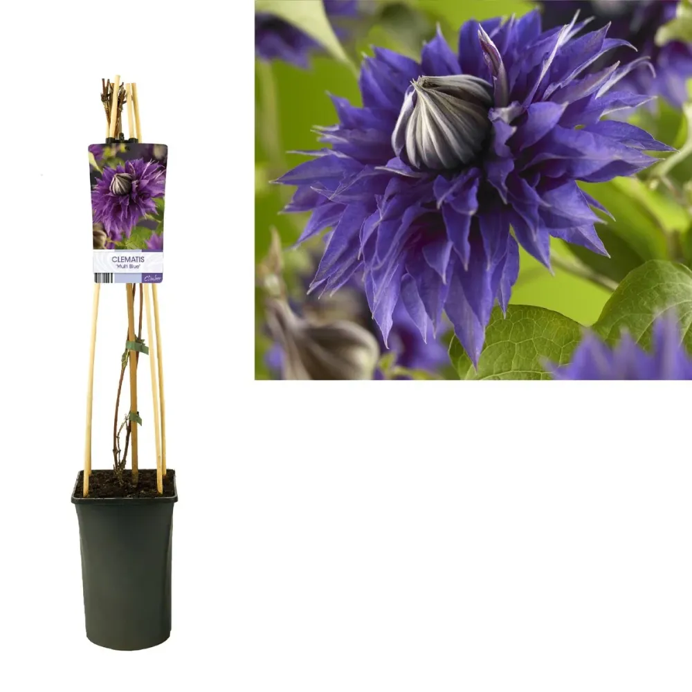 Clematis 'Multi Blue' - Clematite cu flori mari, duble si infloriri repetate