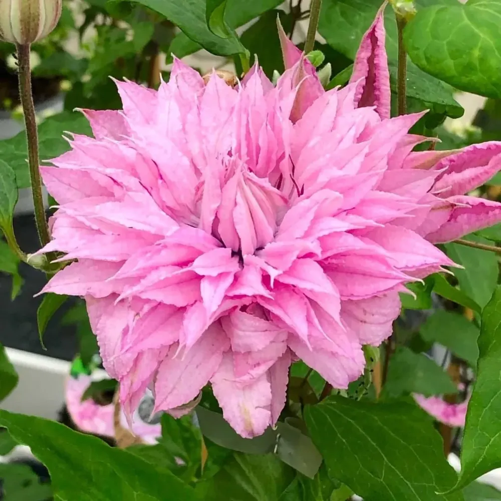 Clematis 'Multi Pink' - clematite cu flori mari si duble, roz (Early Large-flowered Group)
