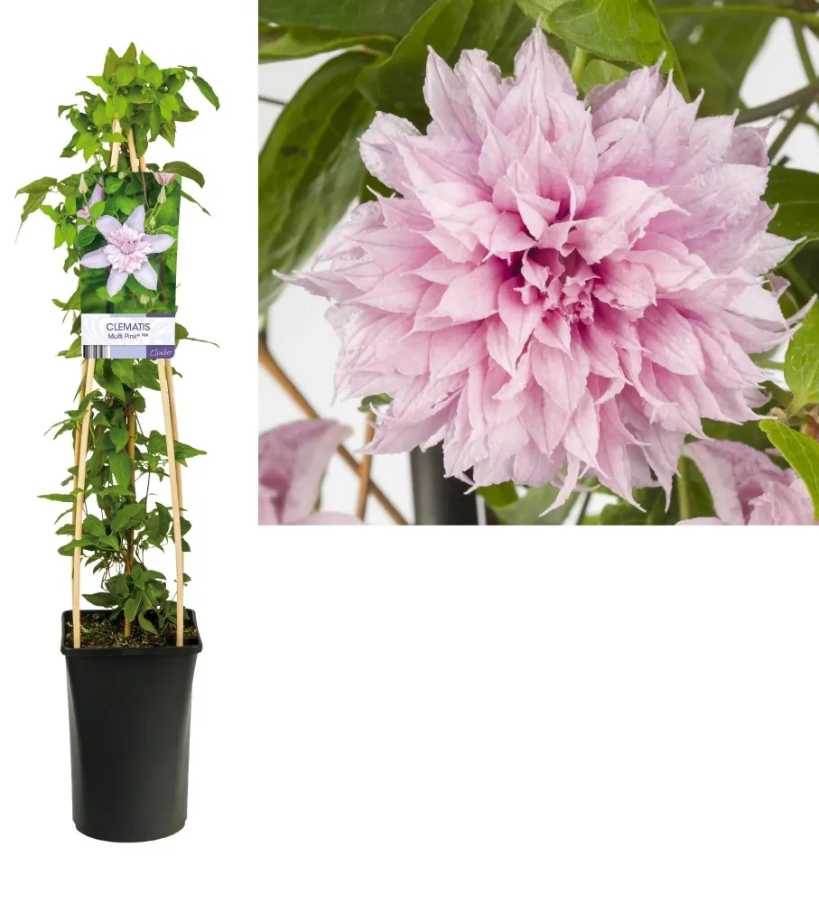Clematis 'Multi Pink' - clematite cu flori mari si duble, roz (Early Large-flowered Group)