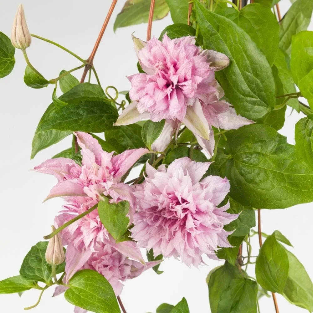 Clematis 'Multi Pink' - clematite cu flori mari si duble, roz (Early Large-flowered Group)
