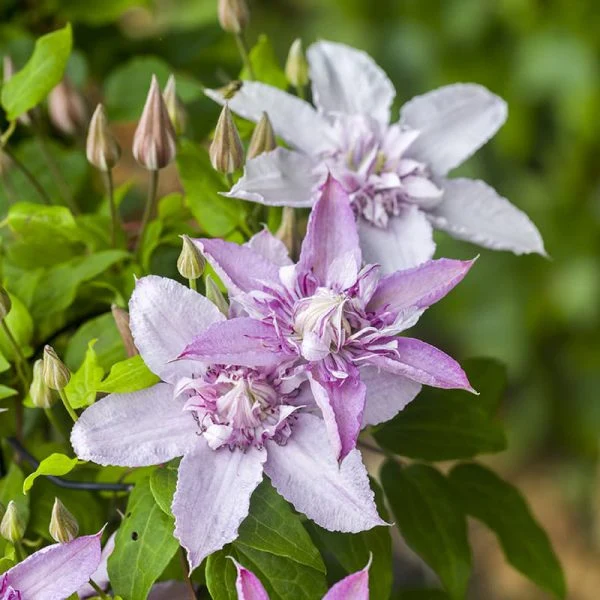 Clematis 'Multi Pink' - clematite cu flori mari si duble, roz (Early Large-flowered Group)