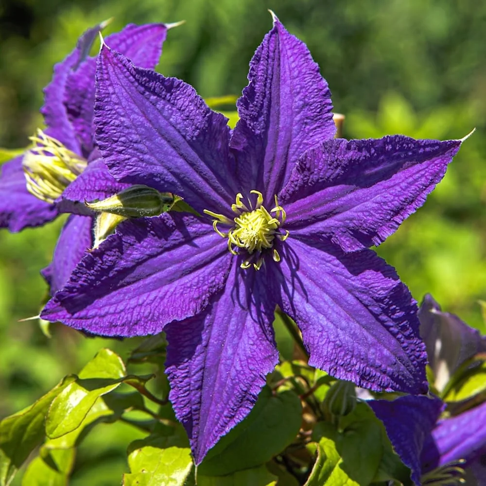 Clematis 'Rhapsody'