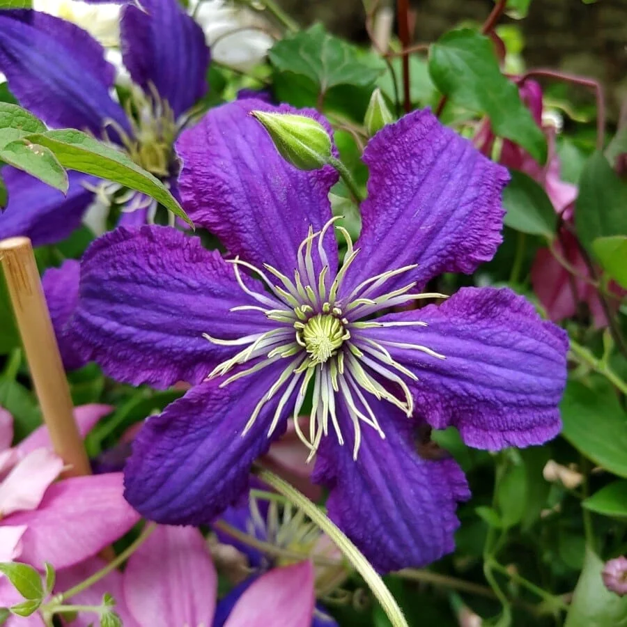 Clematis 'Rhapsody'