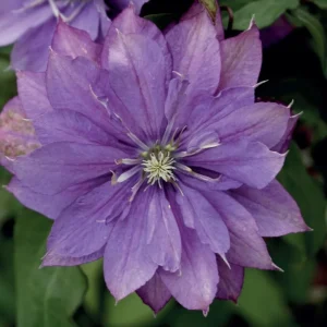 Clematis 'Rollercoaster' - clematite cu flori mari si duble, mov (Early Large-flowered Group)