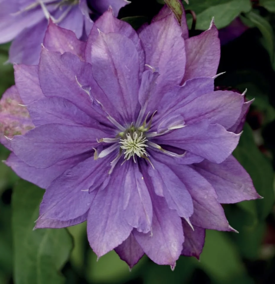 Clematis 'Rollercoaster' - clematite cu flori mari si duble, mov (Early Large-flowered Group)