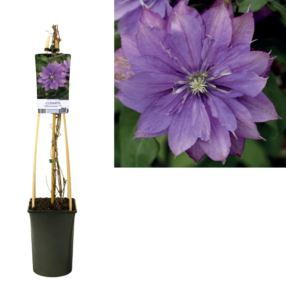 Clematis 'Rollercoaster' - clematite cu flori mari si duble, mov (Early Large-flowered Group)