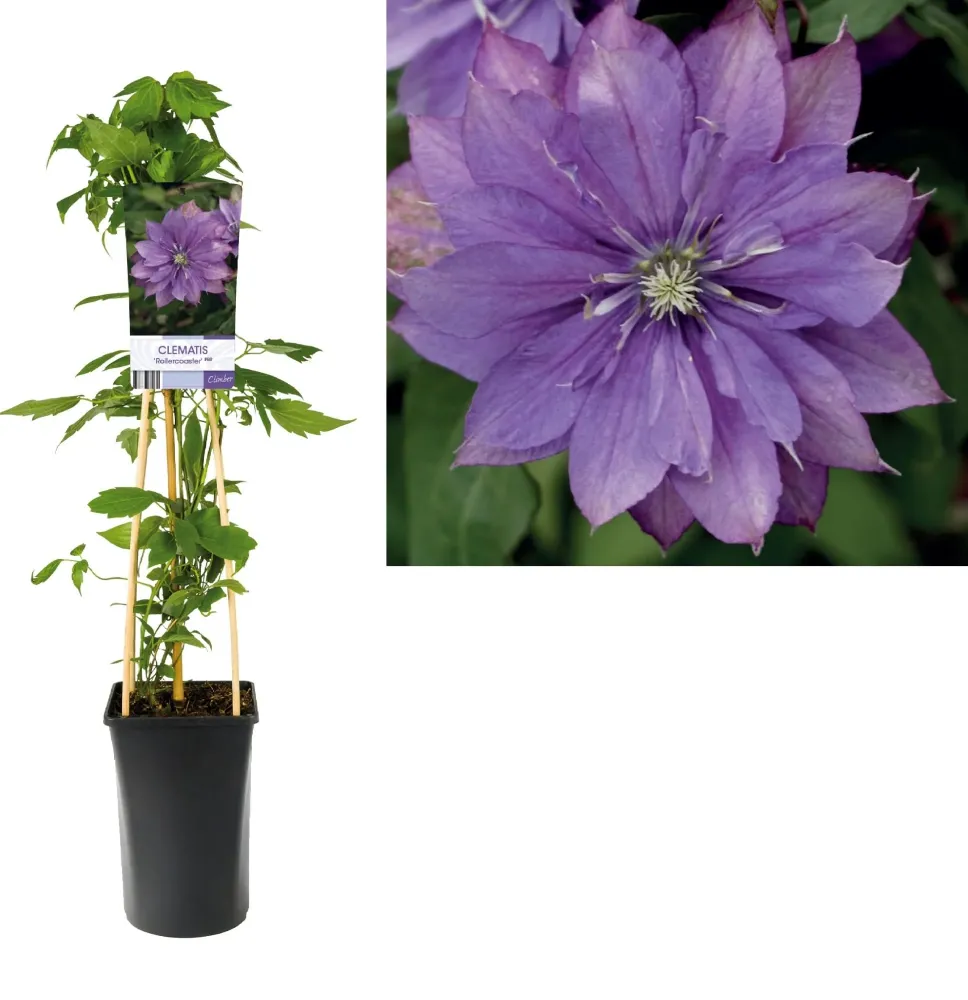Clematis 'Rollercoaster' - clematite cu flori mari si duble, mov (Early Large-flowered Group)