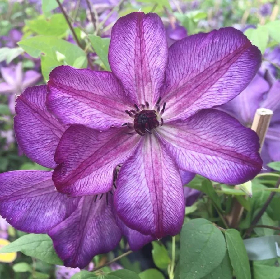 Clematis 'Super Nova'