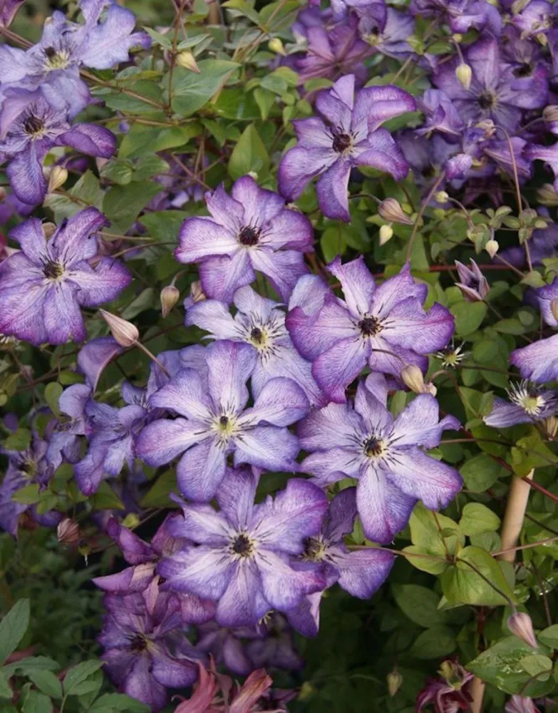 Clematis 'Super Nova'