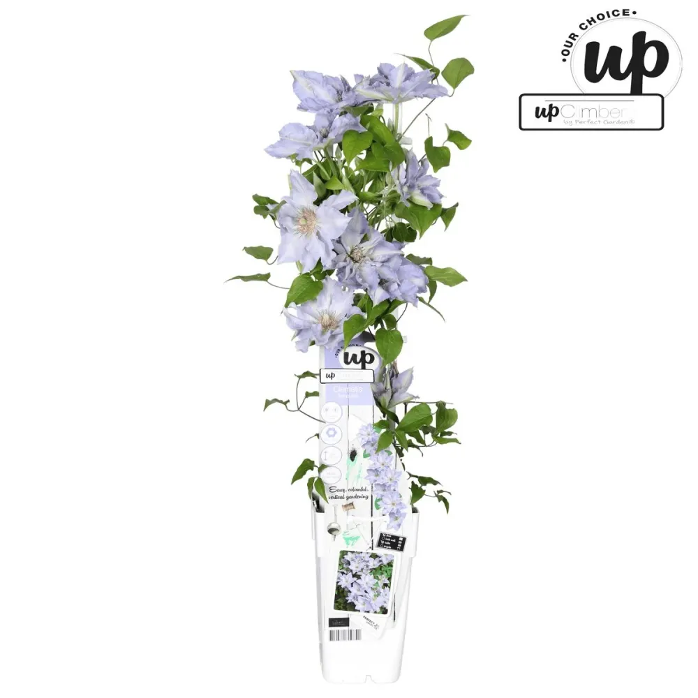 Clematis 'Tranquilite' (Evipo111) cu floarea XL