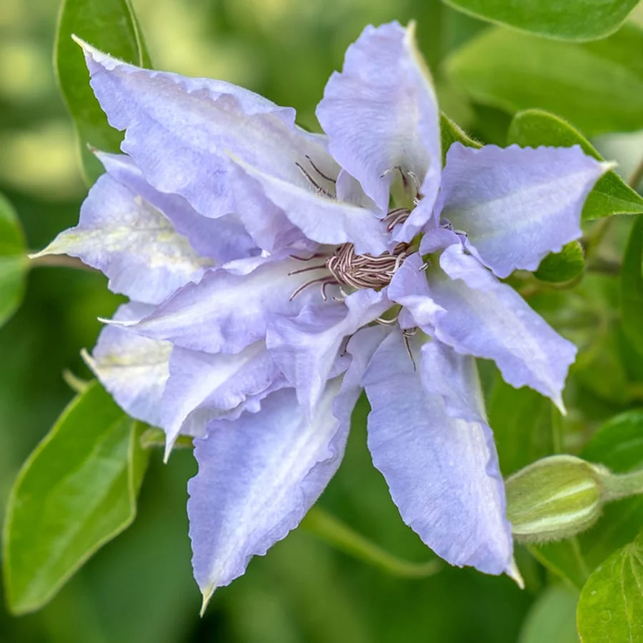 Clematis 'Tranquilite' (Evipo111) cu floarea XL