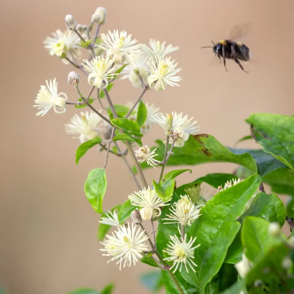 Clematis vitalba (Barba Batranului)