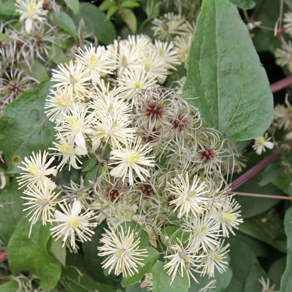 Clematis vitalba (Barba Batranului)