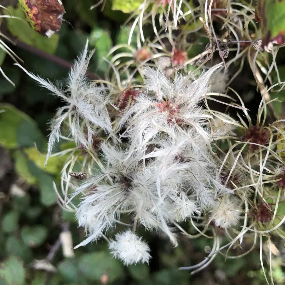 Clematis vitalba (Barba Batranului)