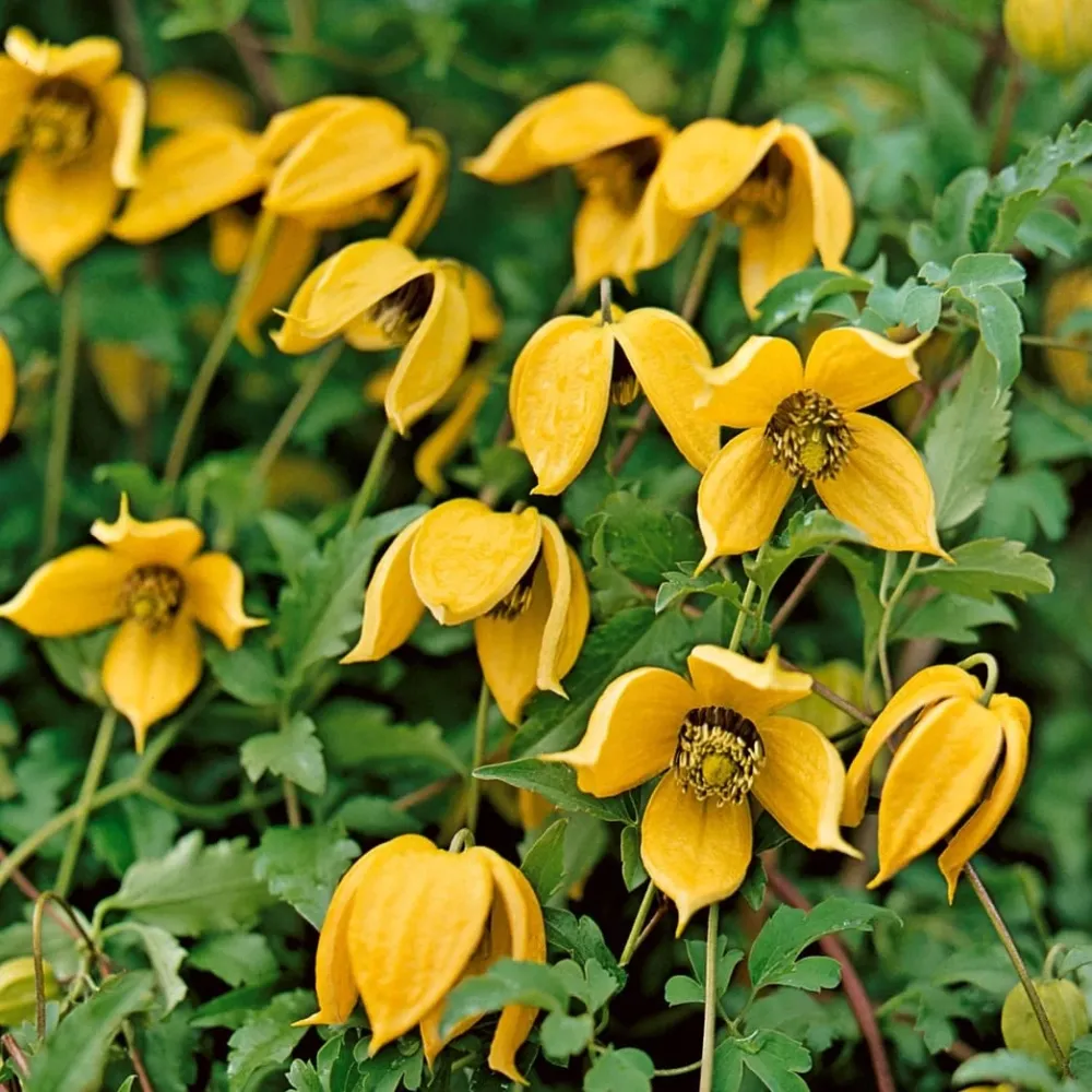 Clematis tangutica - Regina plantelor cataratoare
