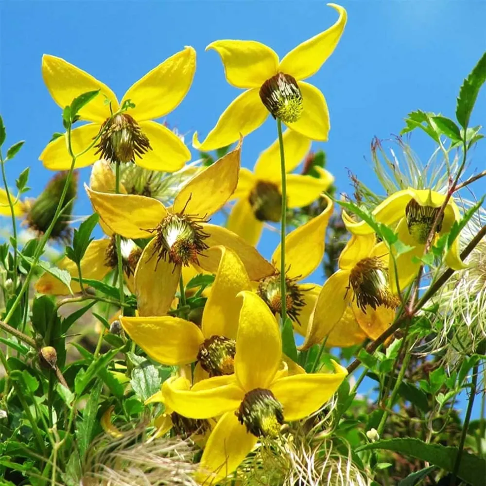 Clematis tangutica - Regina plantelor cataratoare