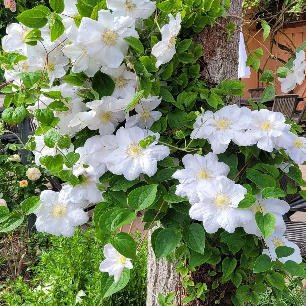 Clematite - Clematis 'Apollonia' (Late Large-flowered Group)