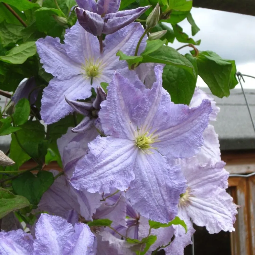 Clematite - Clematis 'Blekitny Aniol' (Blue Angel) (Late Large-flowered Group - Viticella)