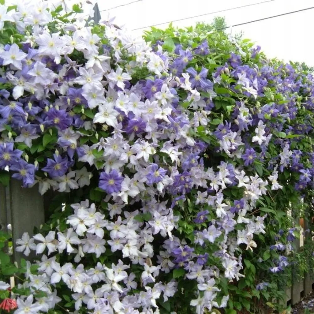 Clematite - Clematis 'Blekitny Aniol' (Blue Angel) (Late Large-flowered Group - Viticella)