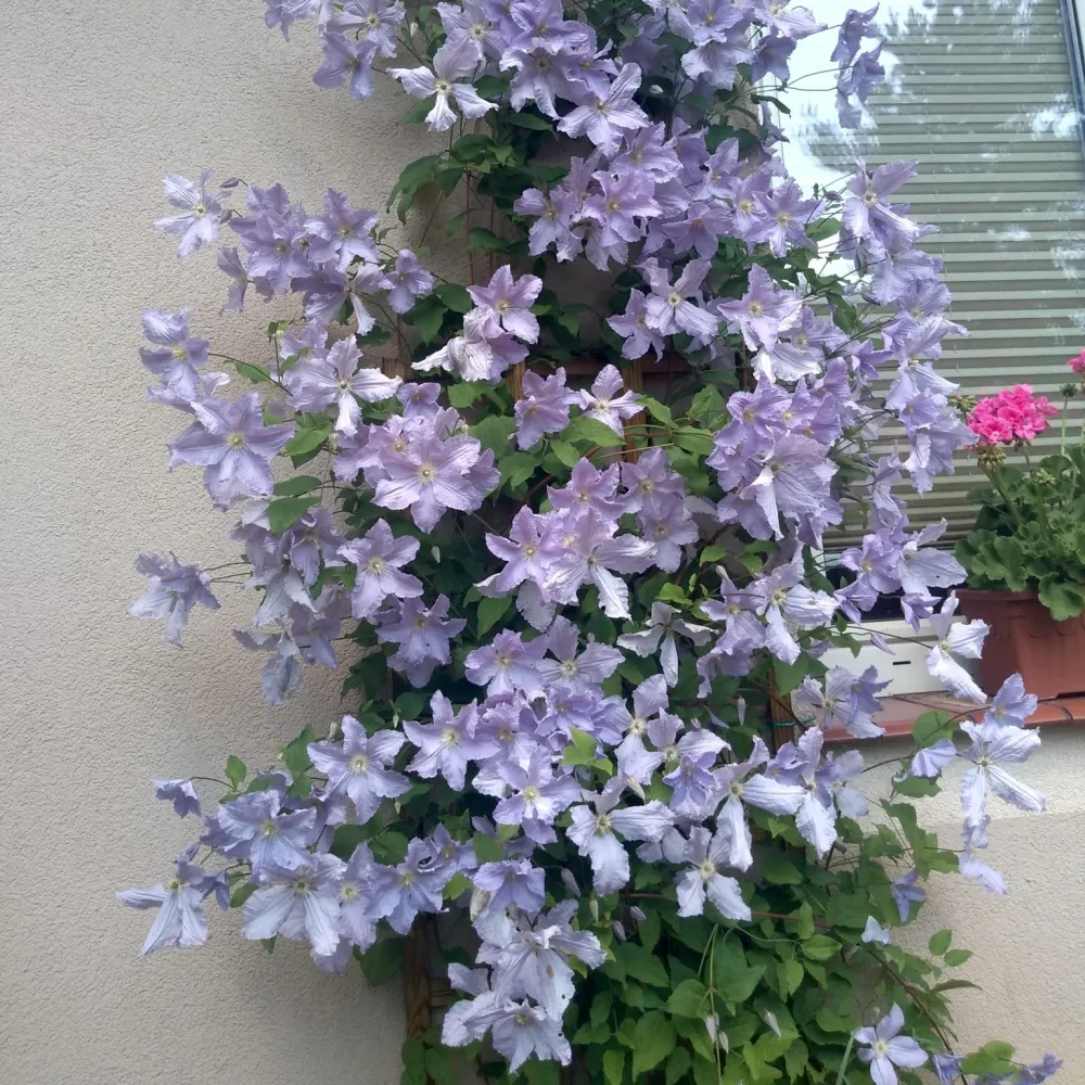 Clematite - Clematis 'Blekitny Aniol' (Blue Angel) (Late Large-flowered Group - Viticella)