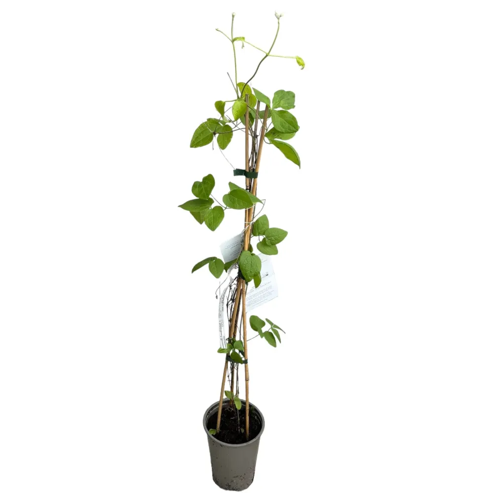 Clematite - Clematis 'Blekitny Aniol' (Blue Angel) (Late Large-flowered Group - Viticella)