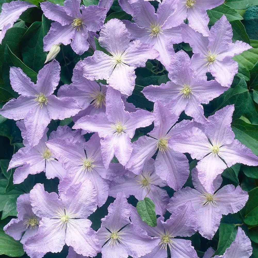 Clematite - Clematis 'Blekitny Aniol' (Blue Angel) (Late Large-flowered Group - Viticella)