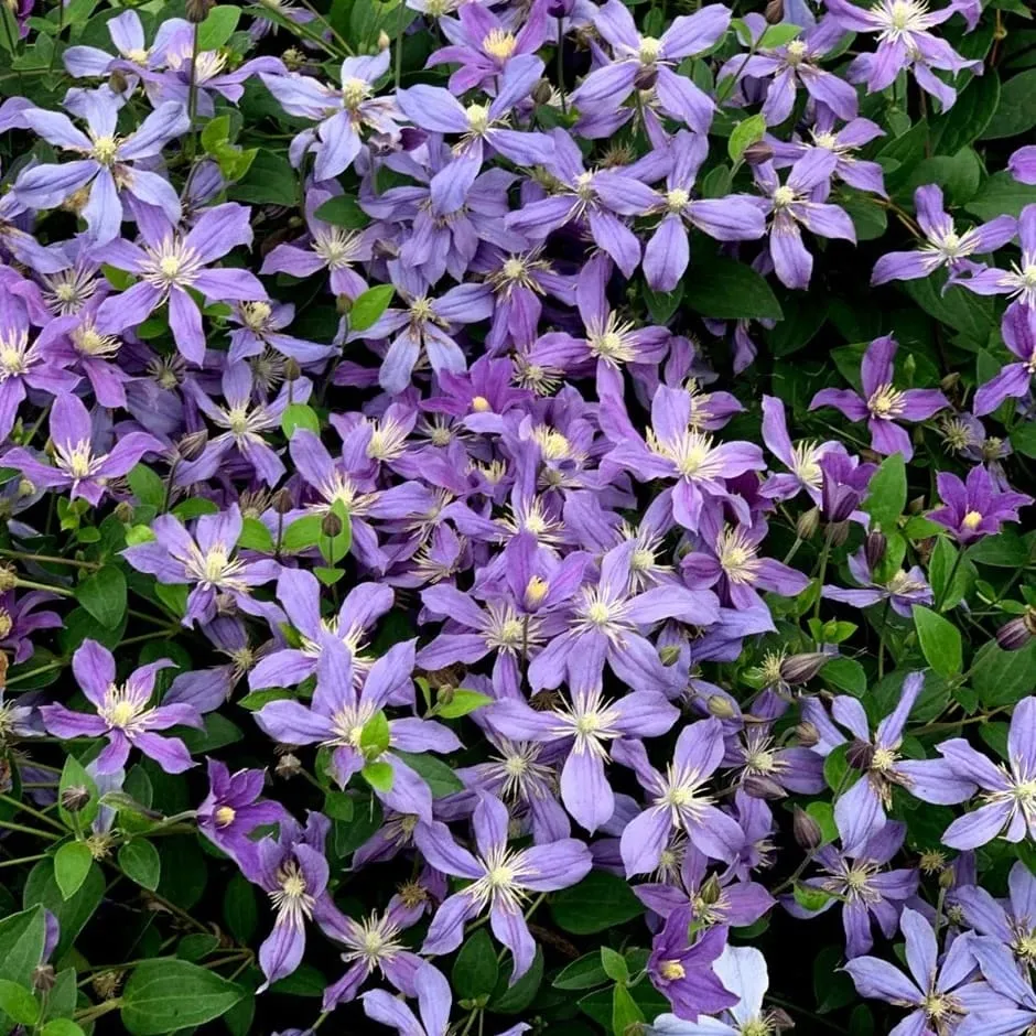 Clematite - Clematis diversifolia 'Arabella' - perioada de inflorire foarte mare
