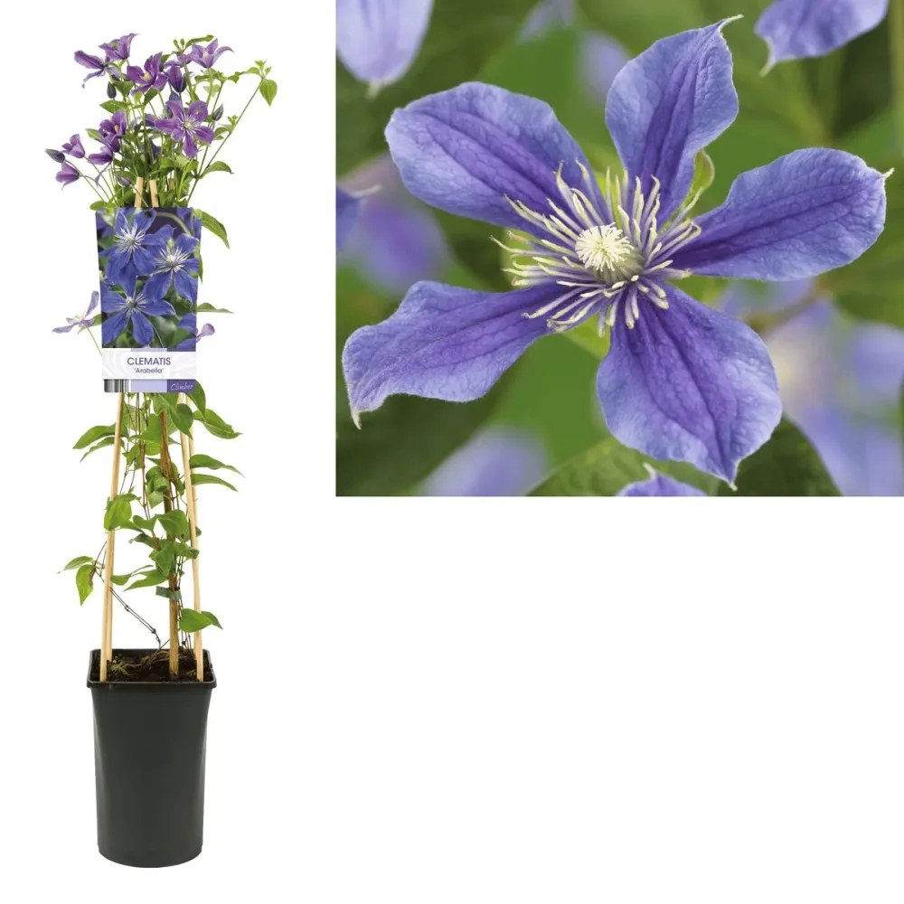 Clematite - Clematis diversifolia 'Arabella' - perioada de inflorire foarte mare