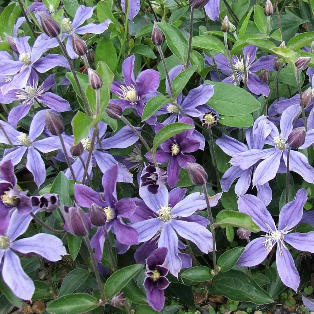 Clematite - Clematis diversifolia 'Arabella' - perioada de inflorire foarte mare