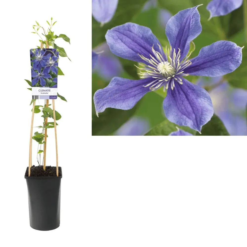 Clematite - Clematis diversifolia 'Arabella' - perioada de inflorire foarte mare