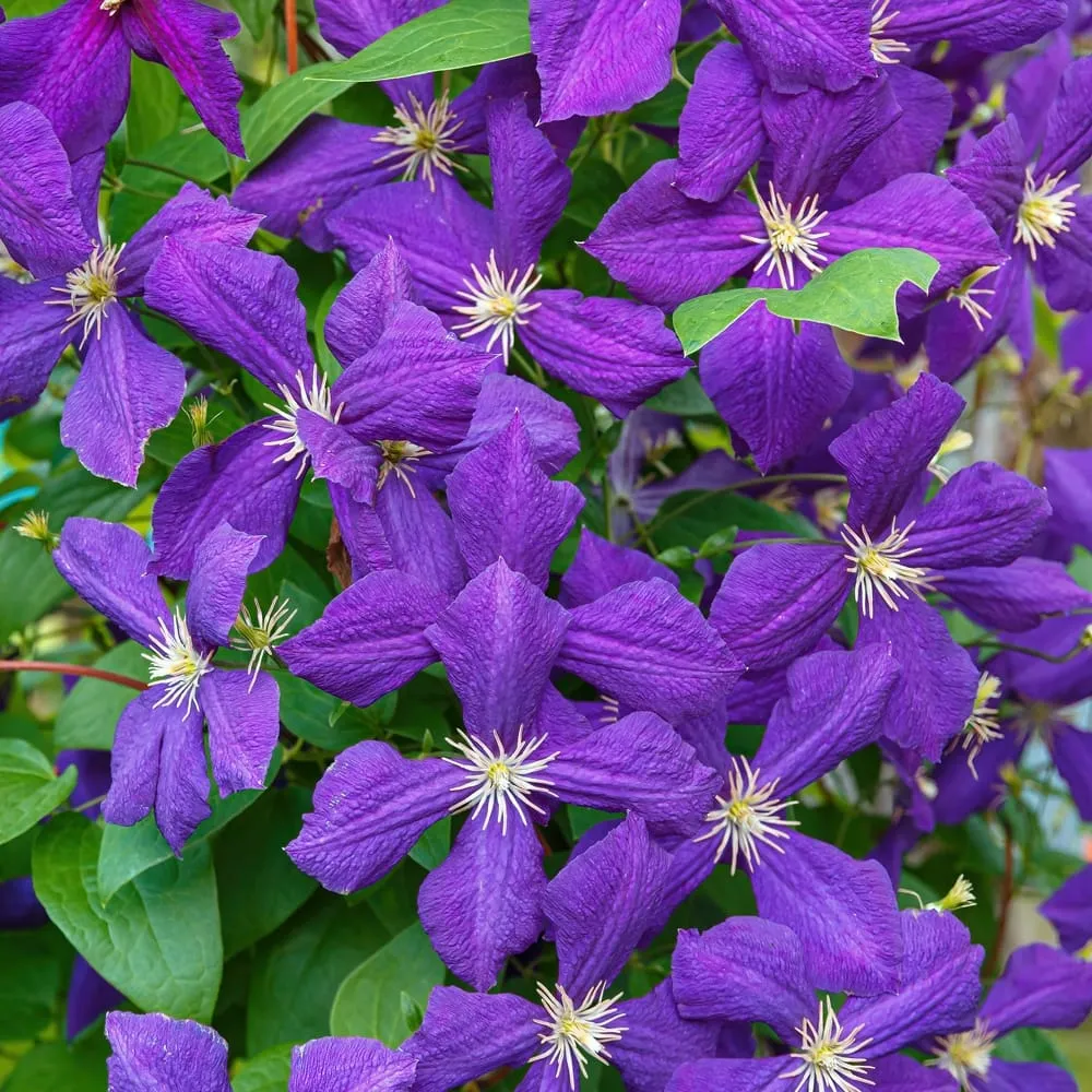 Clematite - Clematis 'Jackmanii' cu floarea XL