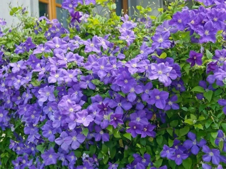 Clematite - Clematis 'Jackmanii' cu floarea XL