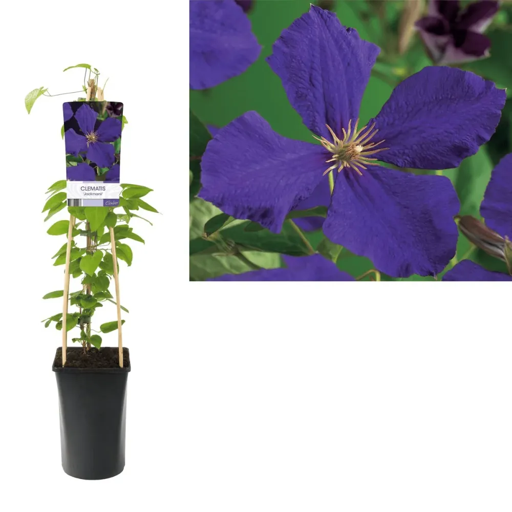 Clematite - Clematis 'Jackmanii' cu floarea XL