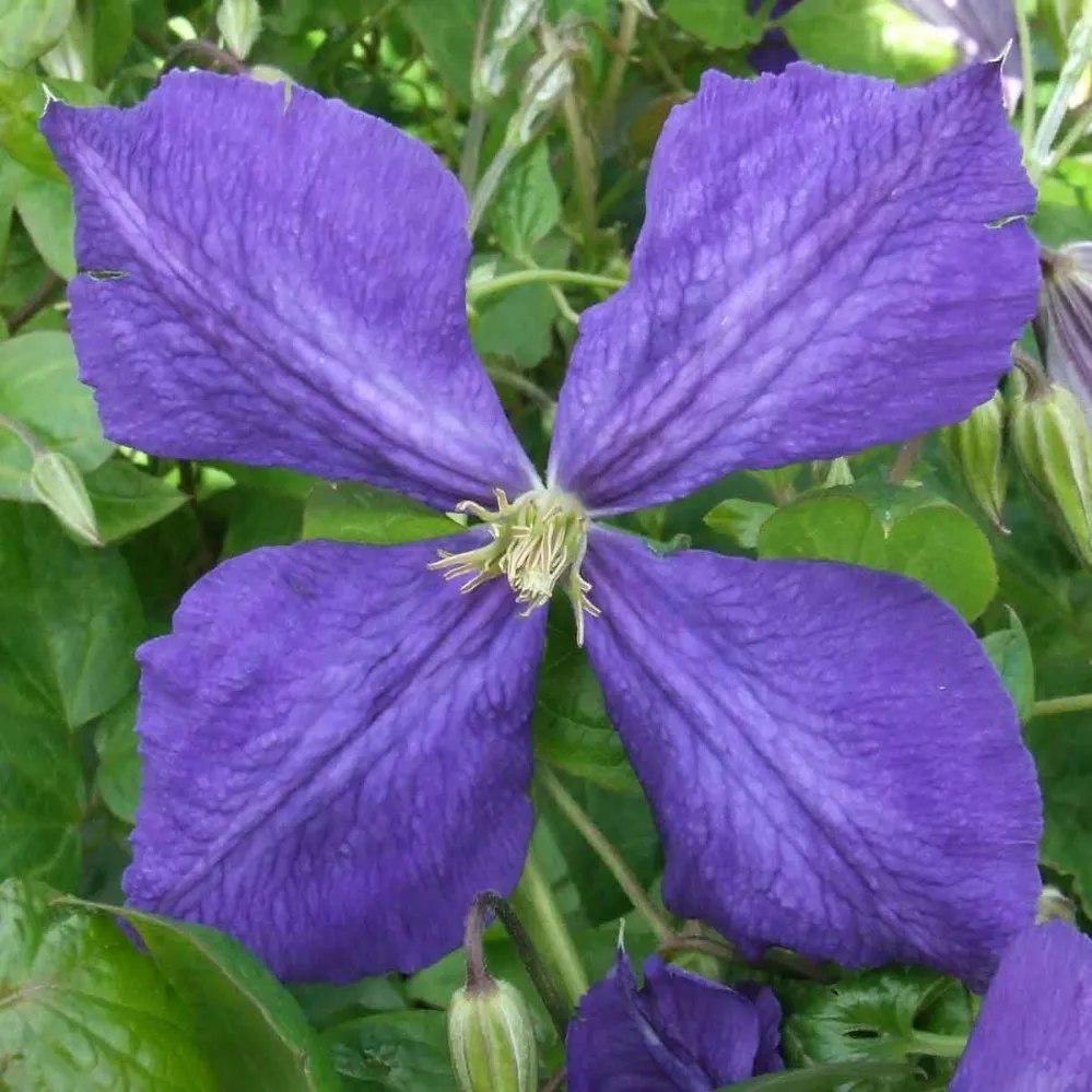 Clematite - Clematis 'Jackmanii' cu floarea XL