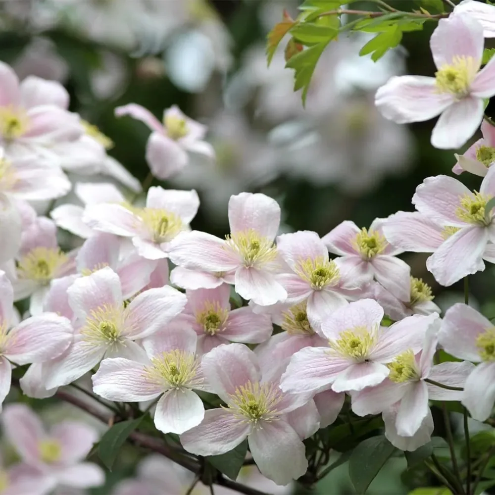 Clematite - Clematis montana 'Elizabeth' (parfum de vanilie)
