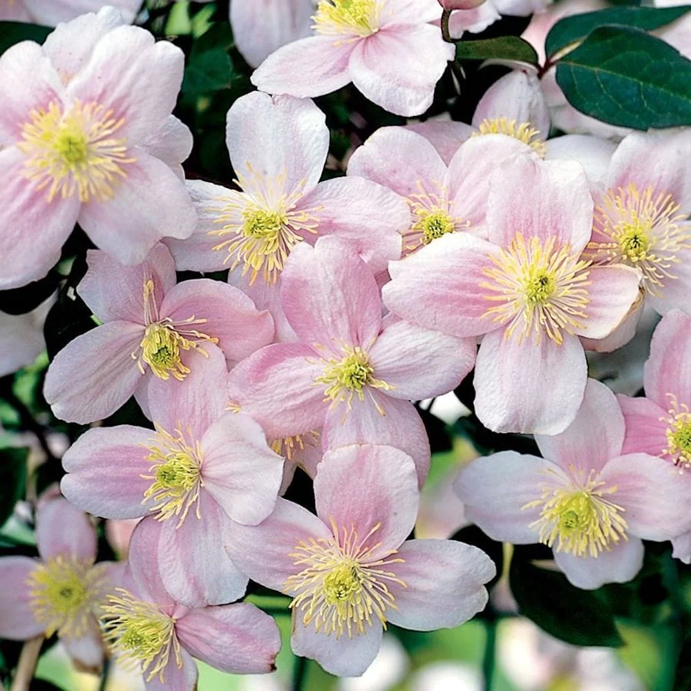 Clematite - Clematis montana 'Pink Perfection' - flori puternic parfumate