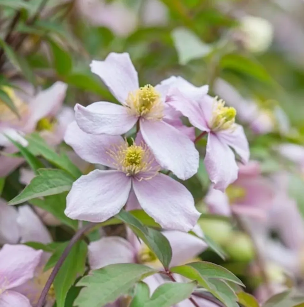 Clematite - Clematis montana 'Pink Perfection' - flori puternic parfumate