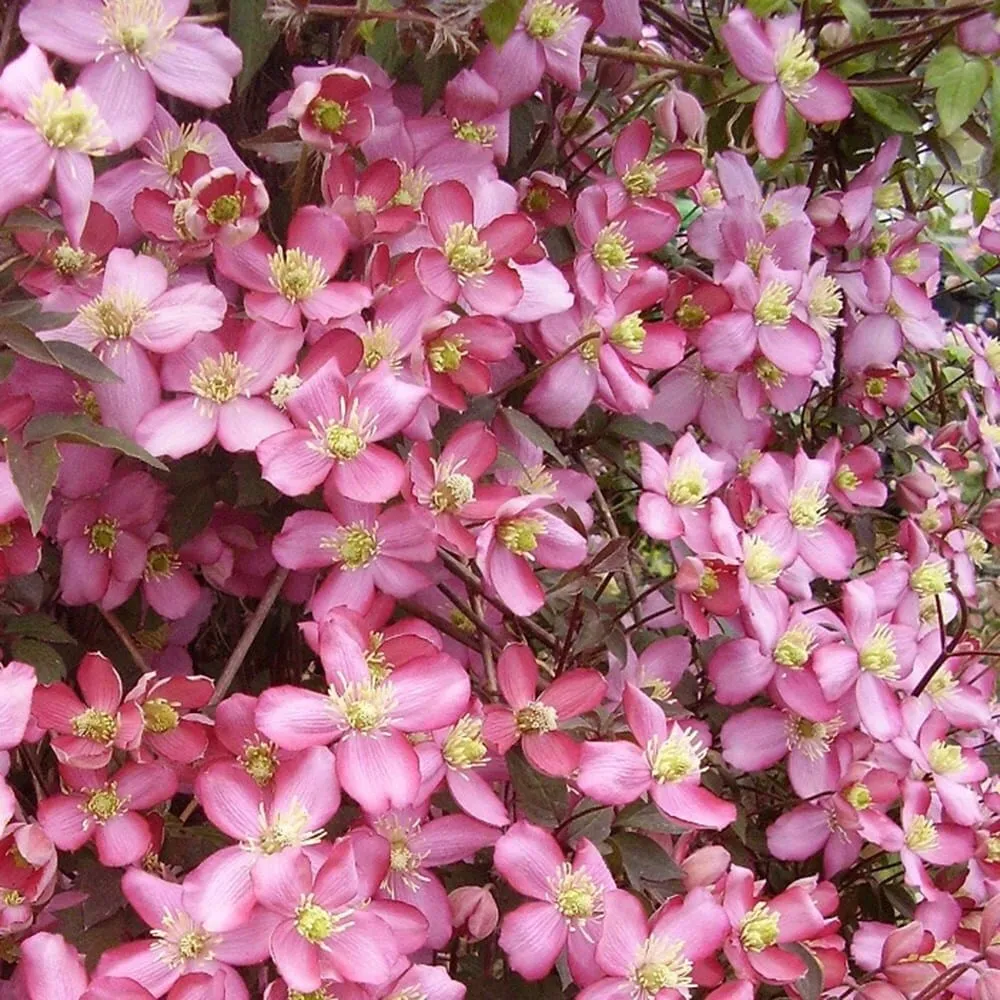 Clematite - Clematis montana 'Van Gogh' (flori parfumate)