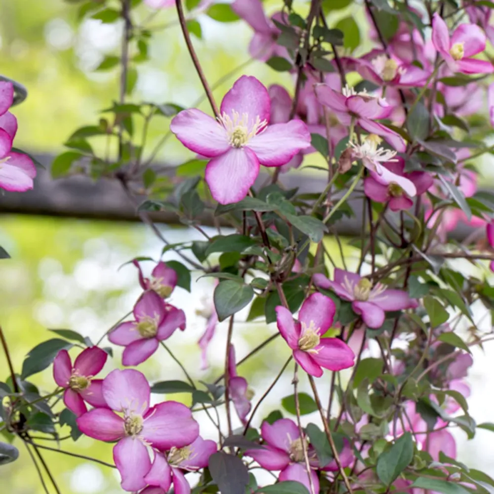 Clematite - Clematis montana 'Van Gogh' (flori parfumate)