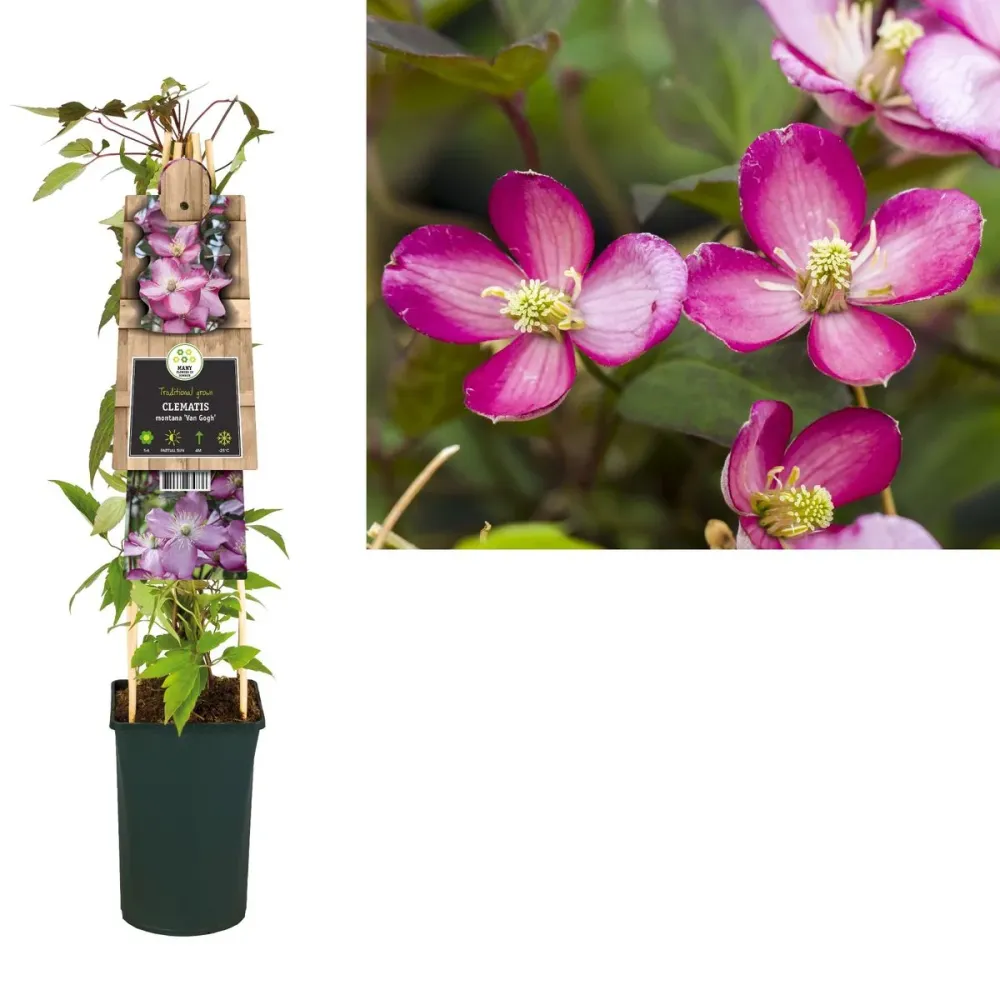 Clematite - Clematis montana 'Van Gogh' (flori parfumate)